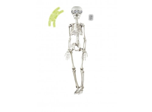 Esqueleto animado colgante